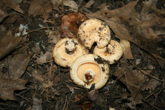 Lactarius psammicola