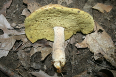 Boletus variipes
