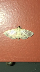 Herpetogramma aquilonalis