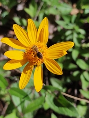 Callandrena
