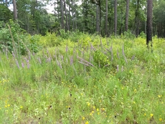Liatris pycnostachya
