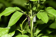 Catantopinae