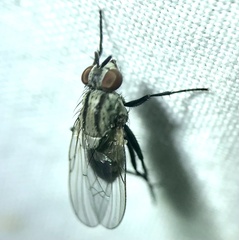 Anthomyia oculifera