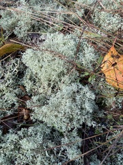 Cladonia rangiferina