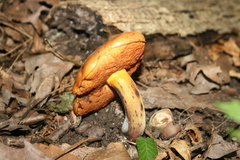 Boletus subvelutipes