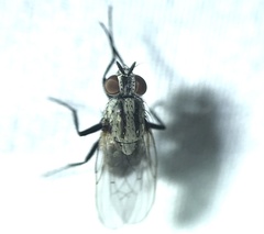 Anthomyia oculifera