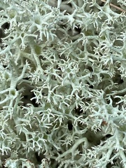 Cladonia rangiferina