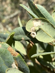 Andricus pedicellatus