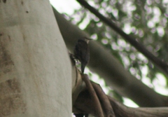 Climacteris erythrops