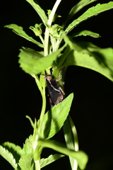 Catantopinae