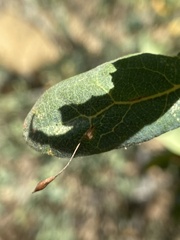 Andricus pedicellatus