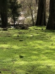 Polytelis swainsonii