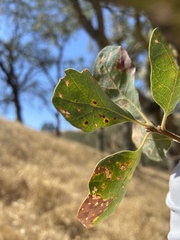 Neuroterus saltatorius