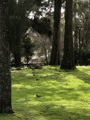 Polytelis swainsonii