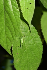Phaneroptera