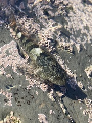 Clinocottus globiceps