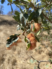 Andricus crystallinus