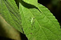 Phaneroptera