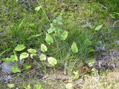 Maianthemum bifolium