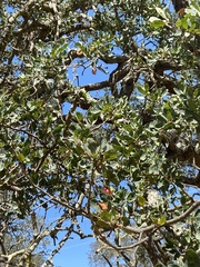 Andricus crystallinus