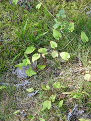Maianthemum bifolium