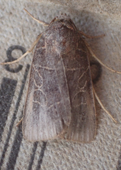 Orthodes majuscula