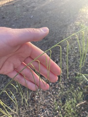 Pennellia longifolia