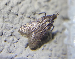 Aglossa electalis