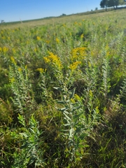 Solidago rigida