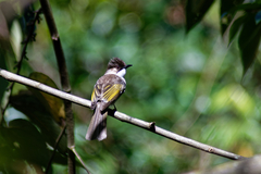 Hemixos flavala remotus