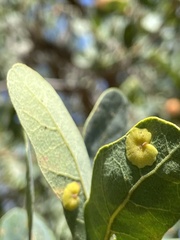 Andricus pattersonae