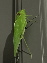 Microcentrum retinerve