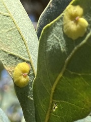 Andricus pattersonae