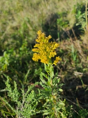 Solidago rigida
