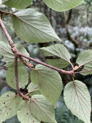 Viburnum furcatum