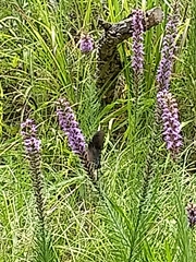 Liatris pycnostachya