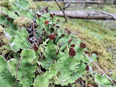 Peltigera aphthosa