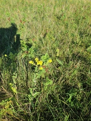 Solidago rigida