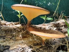 Lentinus arcularius