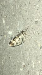 Epirrhoe alternata