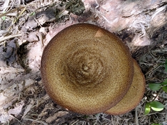 Lentinus arcularius