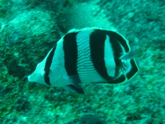 Chaetodon striatus