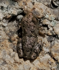 Hyla arenicolor