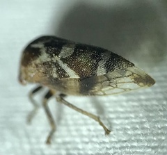 Ophiderma