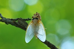 Magicicada septendecim