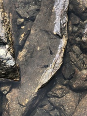 Lithobates sylvaticus