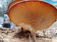 Lentinus arcularius