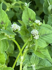 Persicaria nepalensis