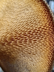 Lentinus arcularius