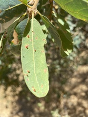 Neuroterus saltatorius